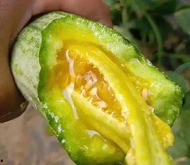 网红吃的那个瓜是什么,一场网络狂欢背后的真相